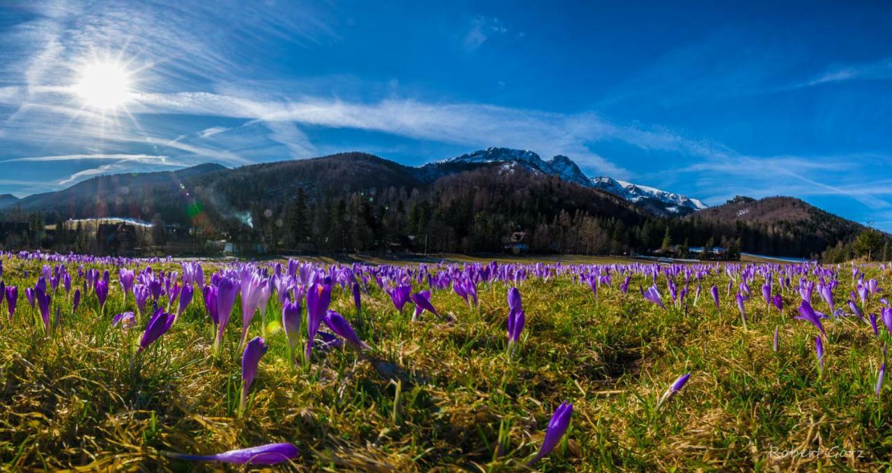 Regionalny Domek Pod Skocznia Zakopane Eksteriør bilde